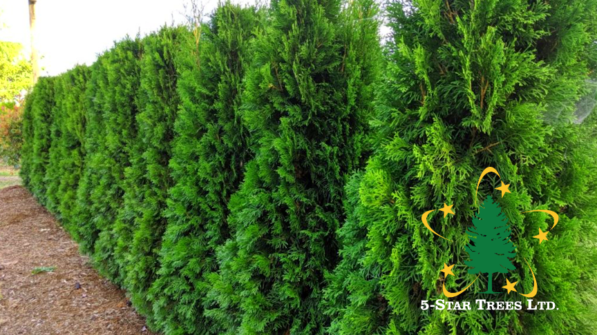 Holmstrup Cedar - Thuja occidentalis 'Holmstrupi'