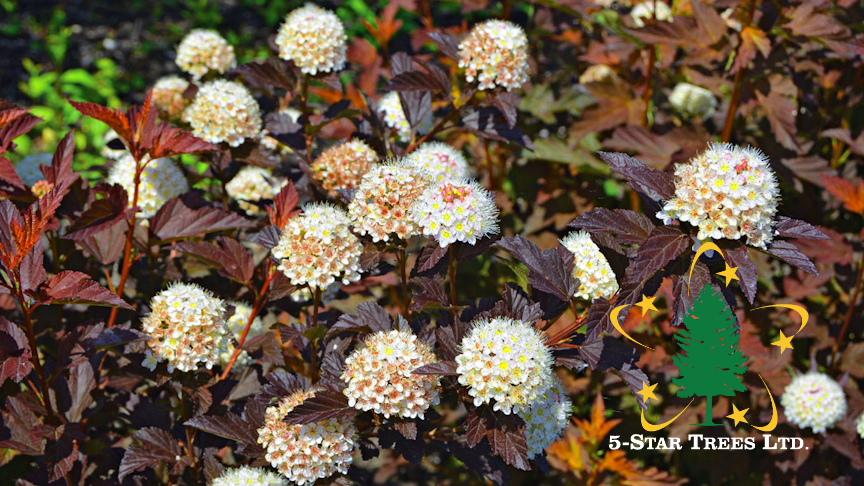 Lady In Red Ninebark - Physocarpus opulifolius 'Lady In Red'